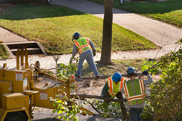 Large Tree Removal in Vanceburg, KY